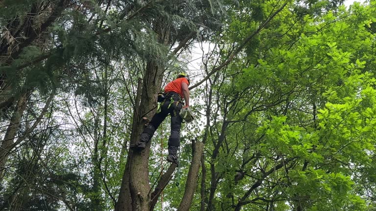 Leaf Removal in Talladega, AL